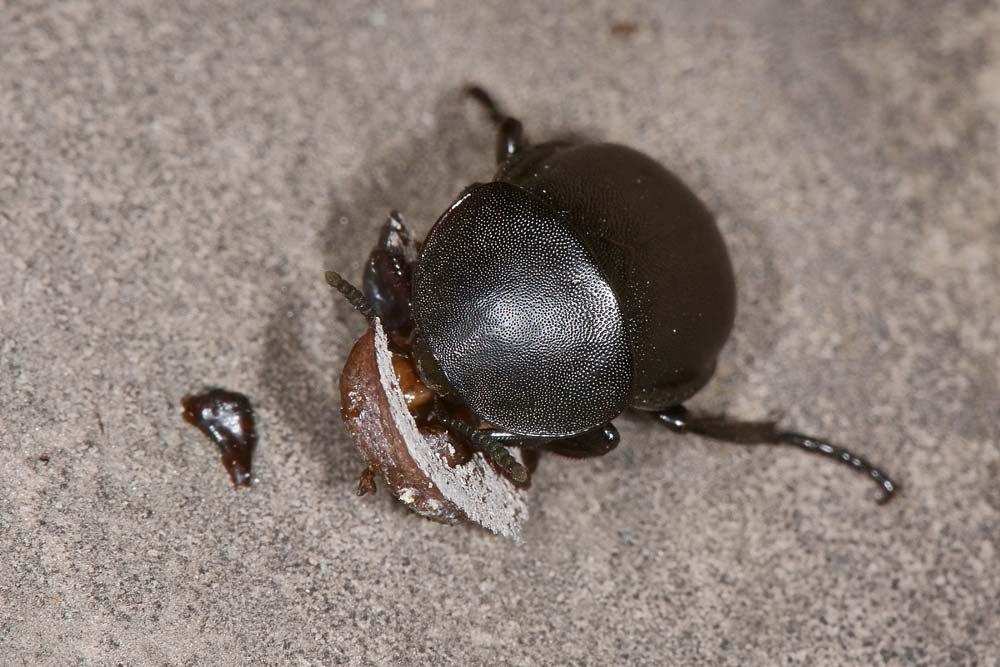 Silphidae predatrici - Ablattaria laevigata